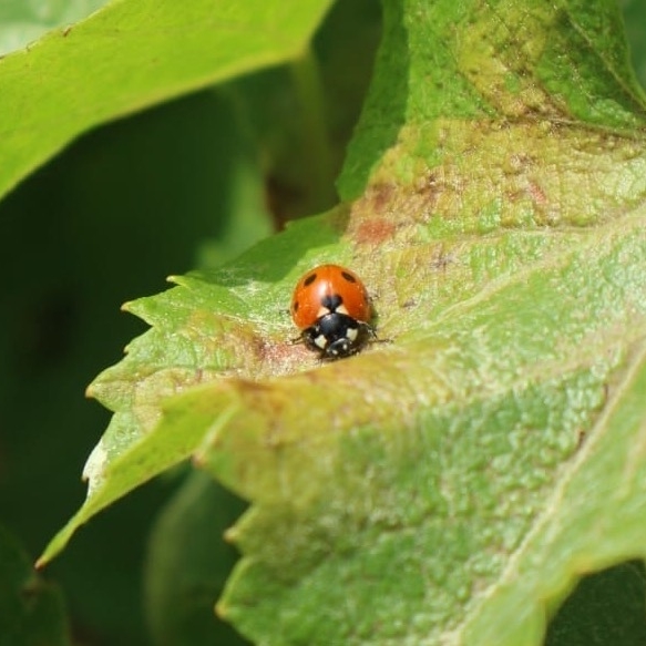 Oé, le bien par le bon ! tweet media