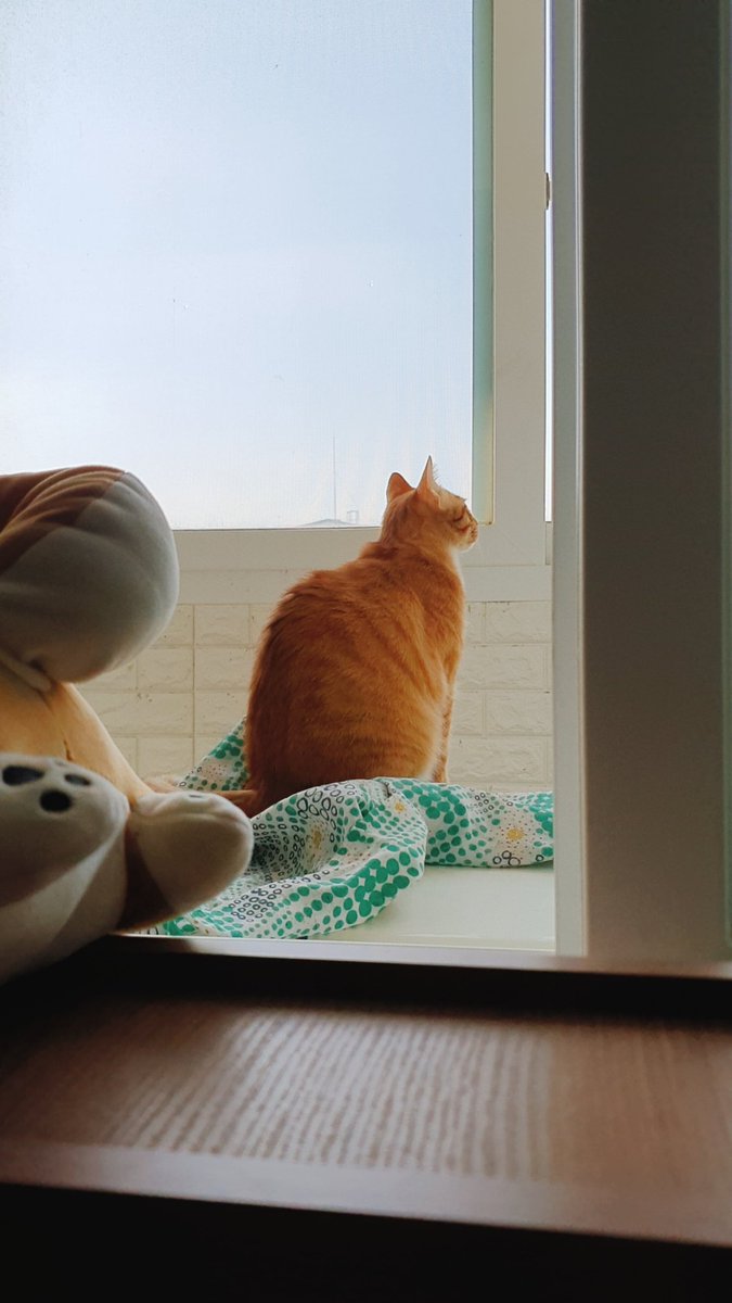 Springtime_Cat's tweet image. 운치있는 모습