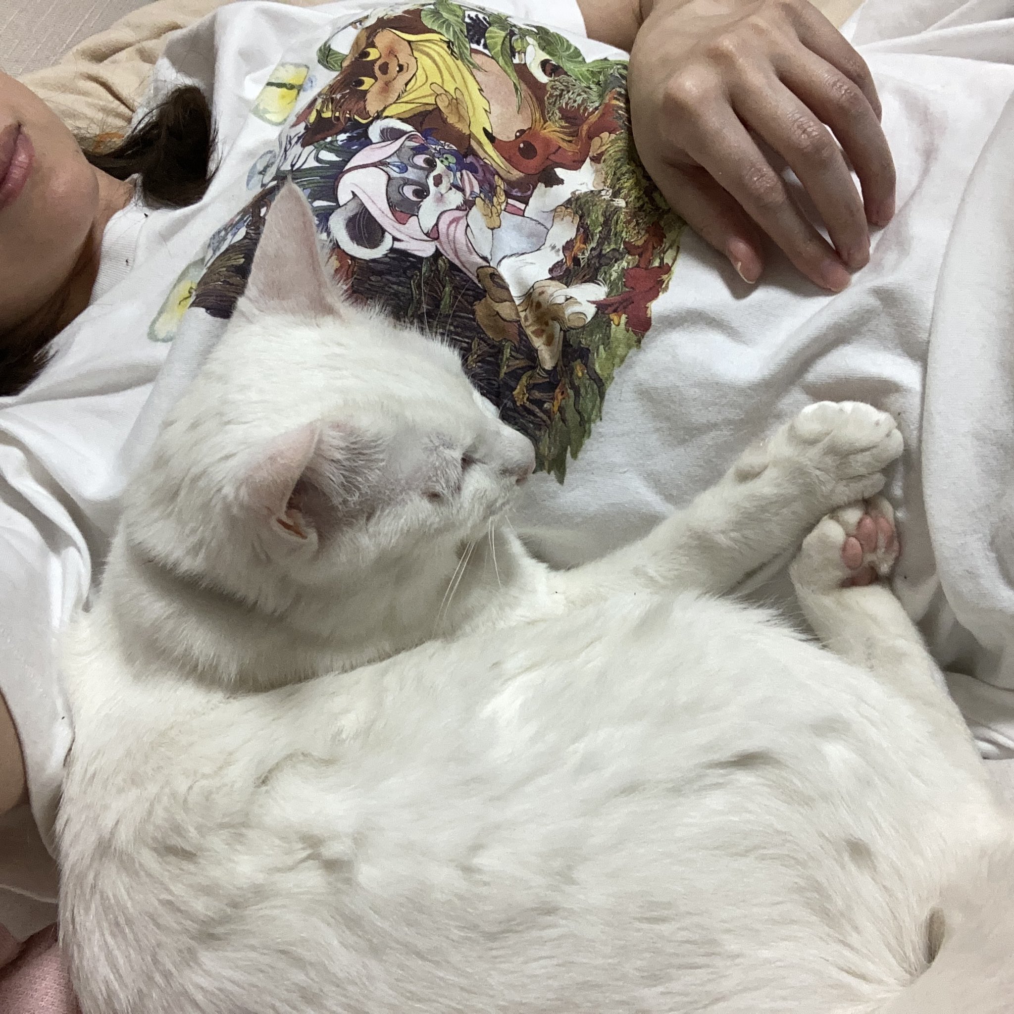 佐伯日菜子 バーニャがこんな風にぺったりくっついて寝てくれる事は大変珍しい 保護猫 猫のいる幸せ 猫 猫しか勝たん ミロバーニャ T Co Nzqmbgogvh Twitter 佐伯日菜子 バーニャがこんな風にぺったりくっついて寝てくれる事は大変珍しい 保護猫 猫のいる幸せ 猫 猫しか勝たん ミロバーニャ T Co Nzqmbgogvh Twitter