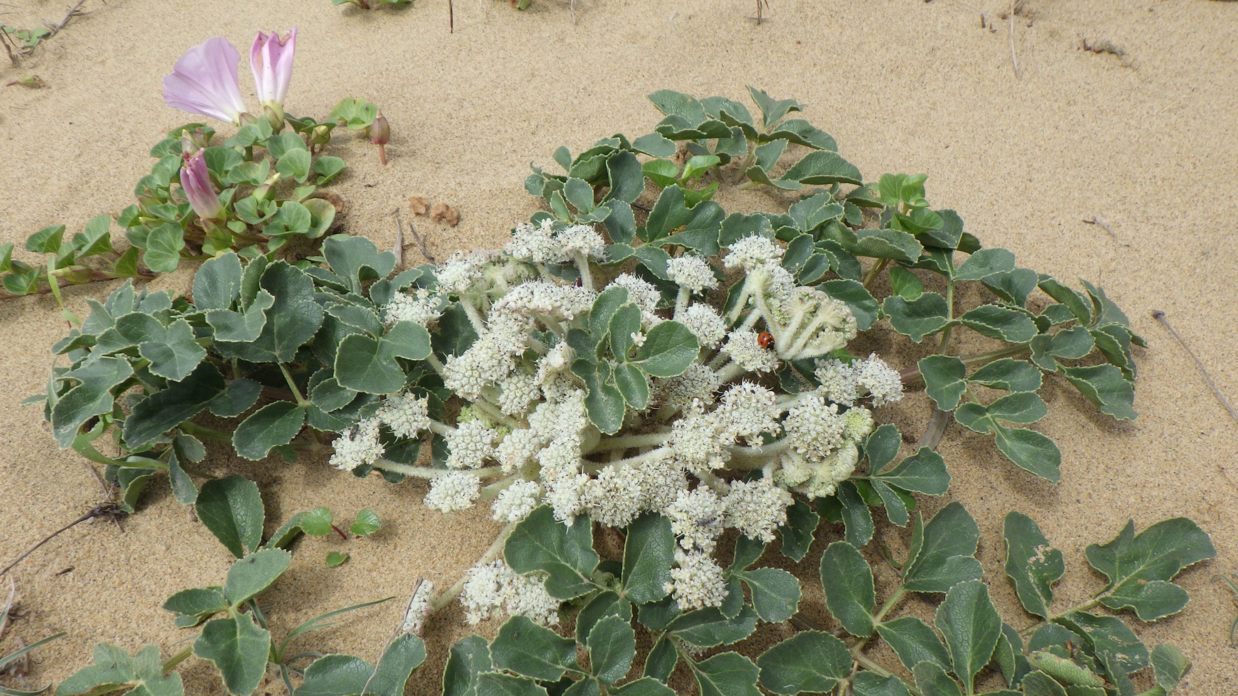 鳥取砂丘ビジターセンター 砂丘植物 ハマボウフウの花が咲き始めました 白いカリフラワーのような姿です たまたまですが 花の上にナナホシテントウがいて とてもキュートでした 今日の鳥取砂丘 ハマボウフウ 砂丘植物 開花情報 ナナホシ