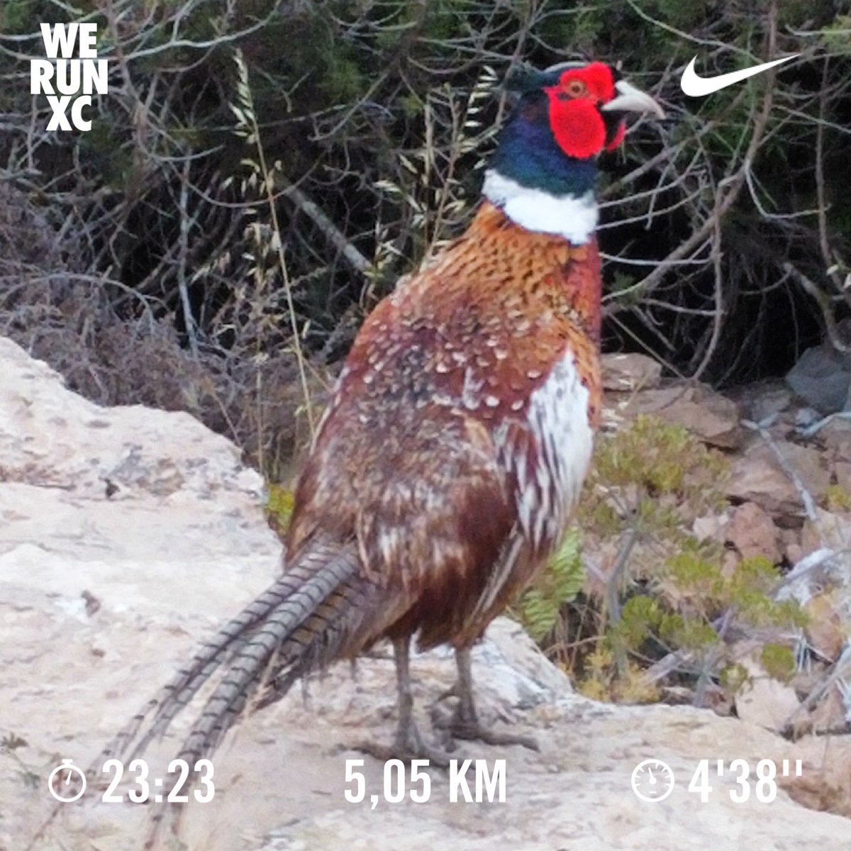 AntonioJSanz's tweet photo. #Saturday #AreWeRunningToday⁉️ #Pheasant🪶 #Faisan #EstanyPudent🦩 #Formentera #5k #Run4Yourself👈🏻🏃🏻‍♂️ #RunWild🤟🏻 #JobDone✅ #SumandoKms➕ https://t.co/qYbjr5irgG