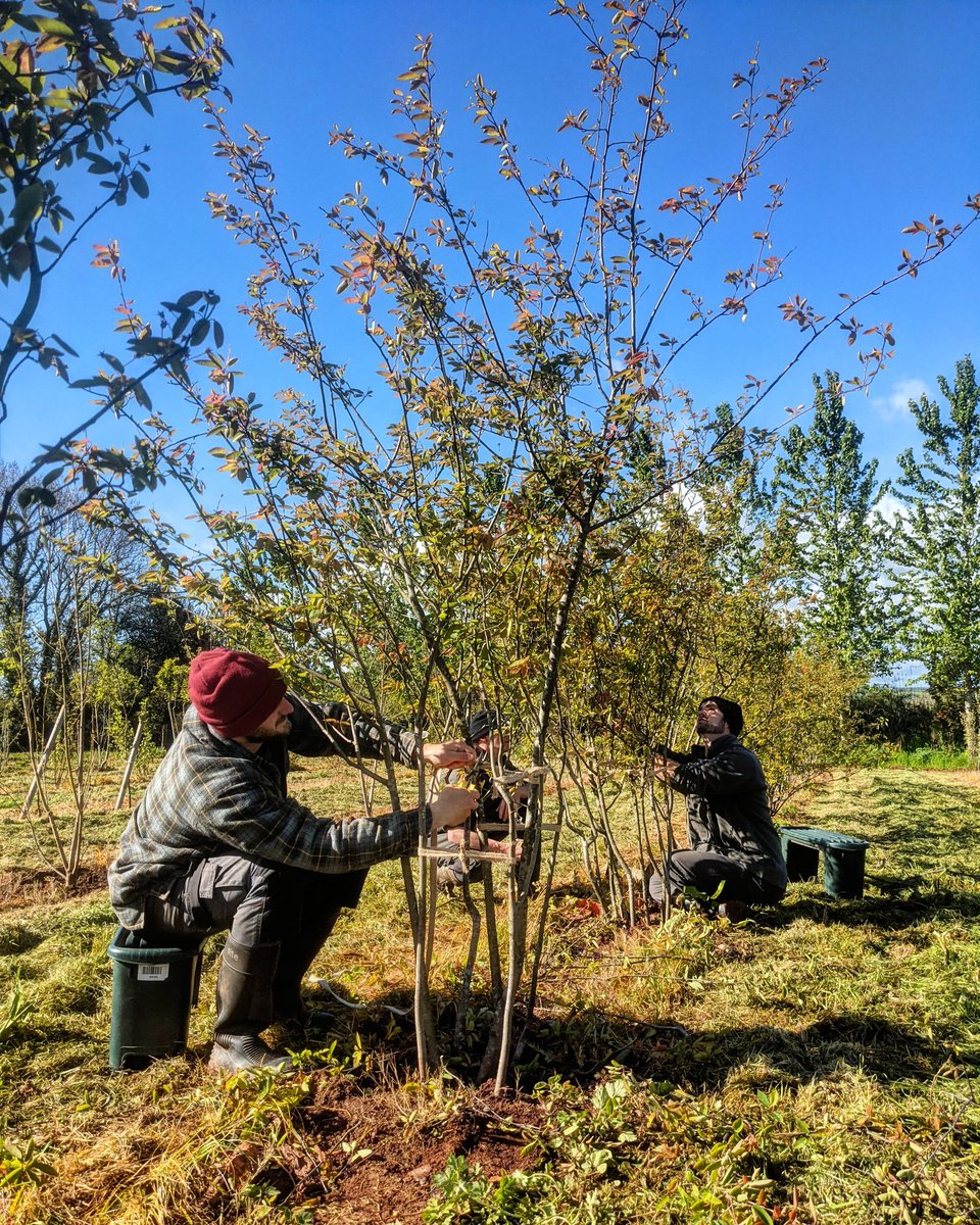 NewWoodTrees's tweet photo. Pruning time in the nursery - every tree (11k+) get special attention to create the sculptured look our trees are known for. Always better in the sunshine! #ukgrown #multistemtrees https://t.co/w4W7597oJz