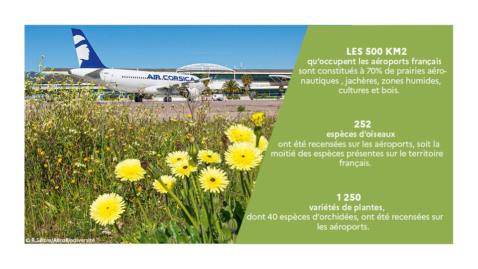 #JournéeMondialeDeLaBiodiversité |Les aéroports 🇫🇷 contribuent à la protection de la biodiversité :

➡️sont constitués à 70% de prairies aéronautiques et abritent des espèces protégées 🌱

✅La gestion de cette biodiv sur nos aéroports par <a href="/AeroBiodiv/">AÉRO BIODIVERSITÉ</a>

🔗bit.ly/ACM_P34