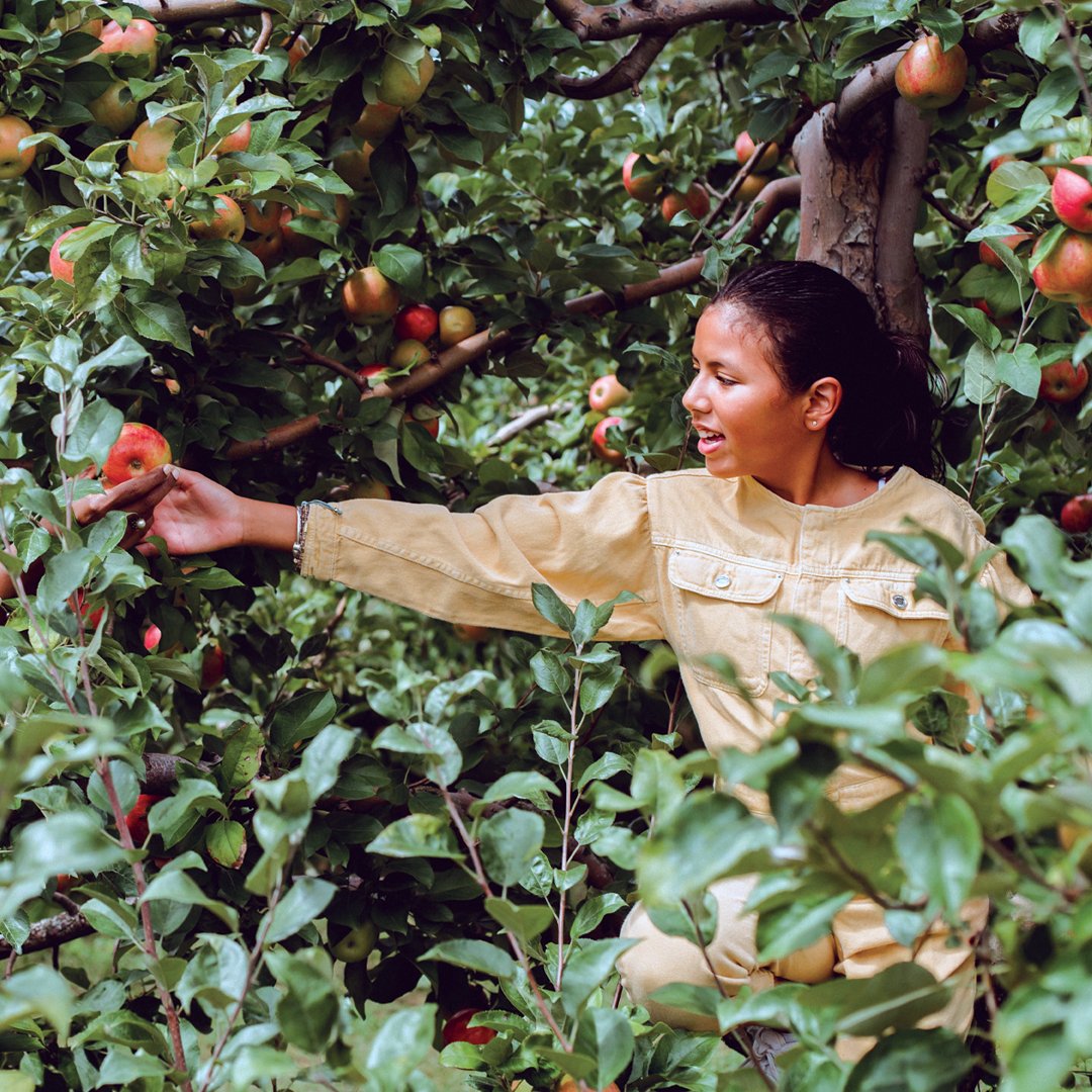 eatyourbeans_'s tweet photo. Did you know that some local farms will let you pick your own fruit? https://t.co/n8fG9vrRF0 is a great source to find victorian farms that will allow you to harvest your own fruits and vegetables! 

#sustainability  #sustainable #sustainableliving  #carbonneutral https://t.co/kTdtMnBlzc