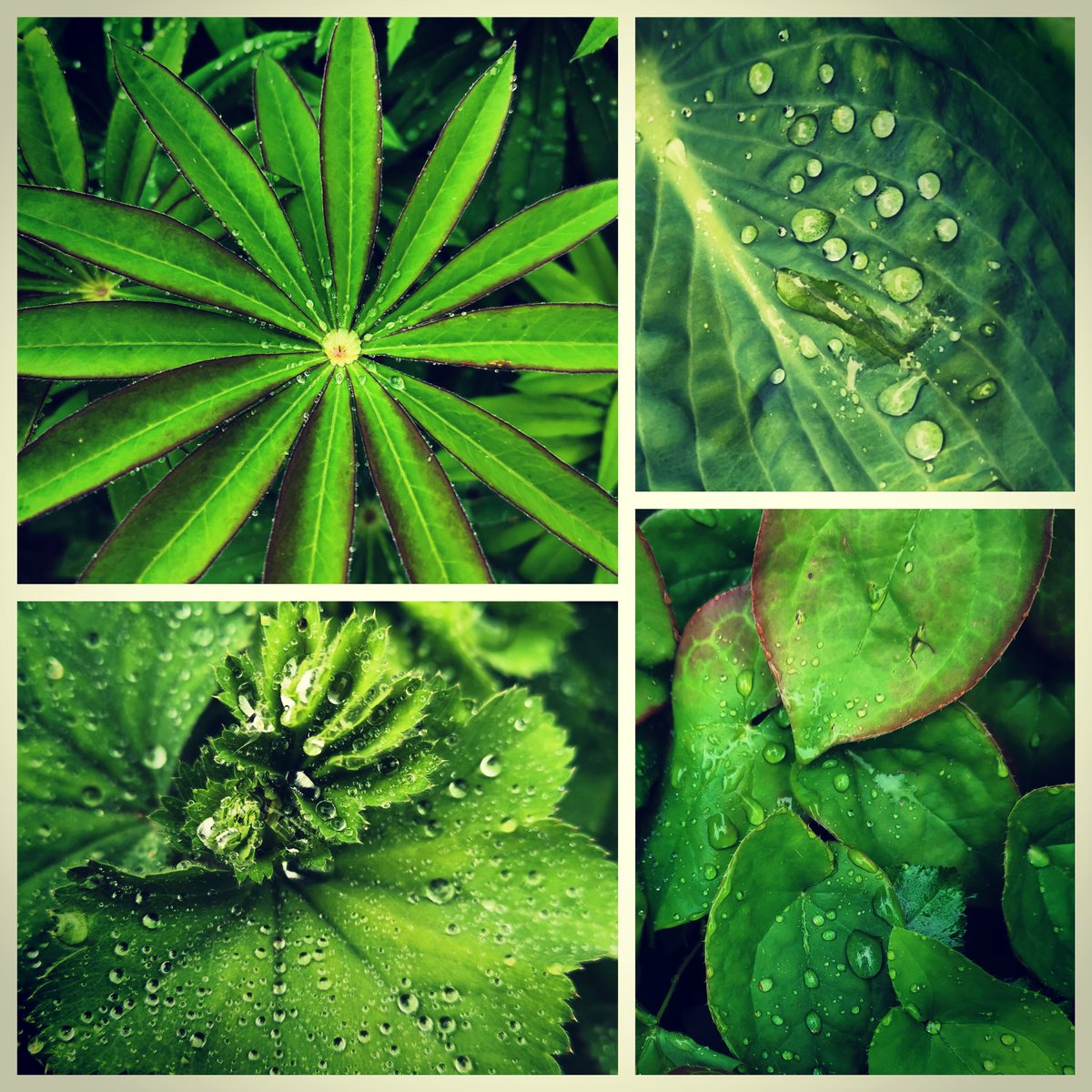 beesgardens's tweet photo. Lovely blustery soggy trip round @waterperry gardens yesterday afternoon after work. Rewarded by bejewelled leaves. #gardendesigner #gardendesign #plantingdesign #Oxford #Oxfordshire #foliage #raindrops https://t.co/M1e2T7AU23