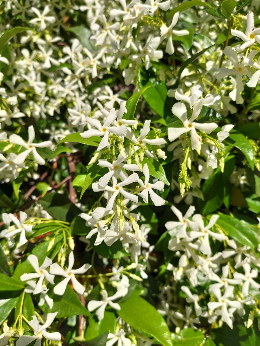 スタージャスミン