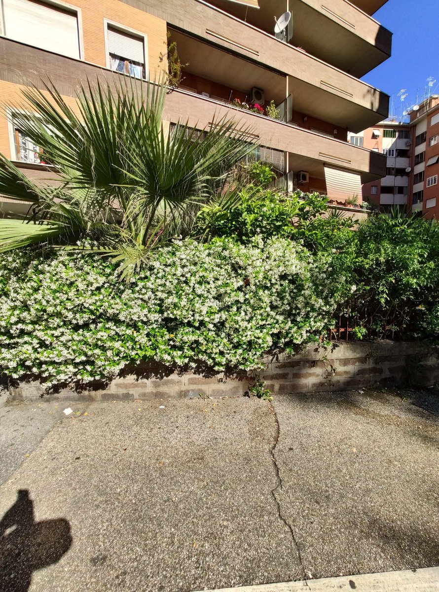 スタージャスミン