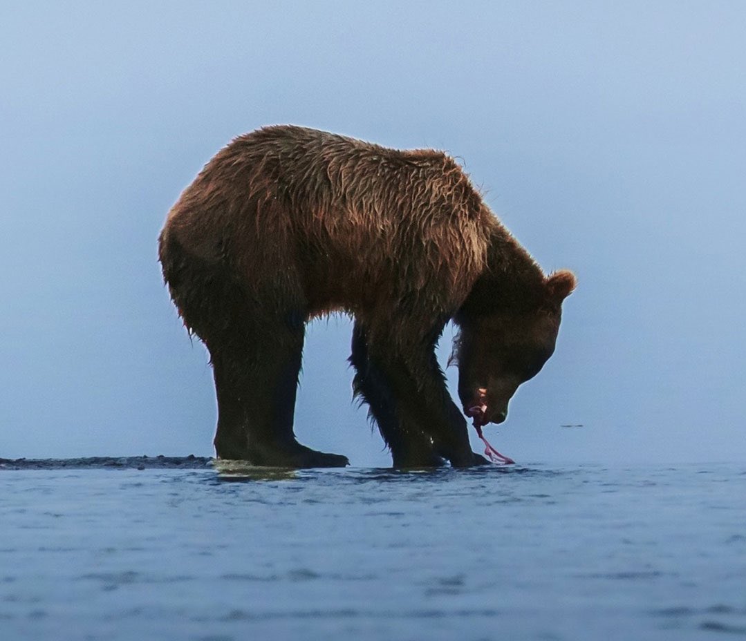 Son 50 yılda canlı türlerinin popülasyonu %68 azalıdı. Gezegenimiz için  biyoçeşitliğimizi korumamız bir şart. 
Avcılık, türlerin çeşitliliğine en büyük tehditlerden biri.  #DünyaBiyoçeşitlilikGünü #AvcılıkYasaklansın
<a href="/ChangeTR/">Change.org Türkiye</a> 

Avcılık yasaklansın!
👉Change.org/VurmaBeni