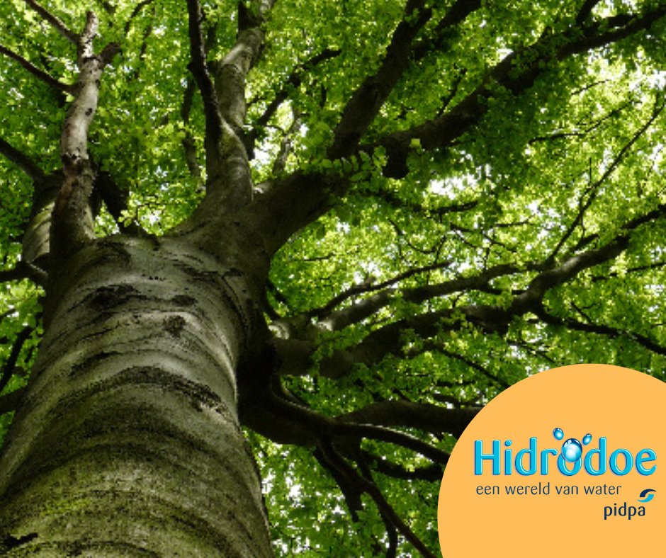 Zin om te wandelen dit pinksterweekend? 🚶‍♀🚶🚶‍♀De Hidrodoe-wandelingen staan nog 10 dagen gratis voor jou op hidrodoe.be/wandelen-de-bo…! 
#hidrodoe #dagjeuit #volvanverhalen #vlaanderenvakantieland