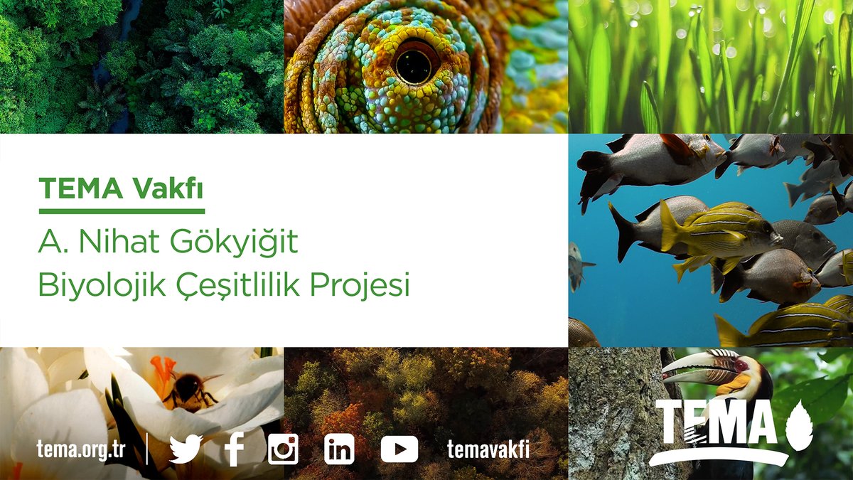 Bugün Dünya Biyolojik Çeşitlilik Günü! 🌎

Bu önemli günde,biyolojik çeşitliliğe verdiği önem sebebiyle Kurucu Onursal Başkanlarımızdan A. Nihat Gökyiğit'in adını verdiğimiz yepyeni projemiz “A. Nihat Gökyiğit Biyolojik Çeşitlilik Projesi”ni size duyurmaktan mutluluk duyuyoruz!