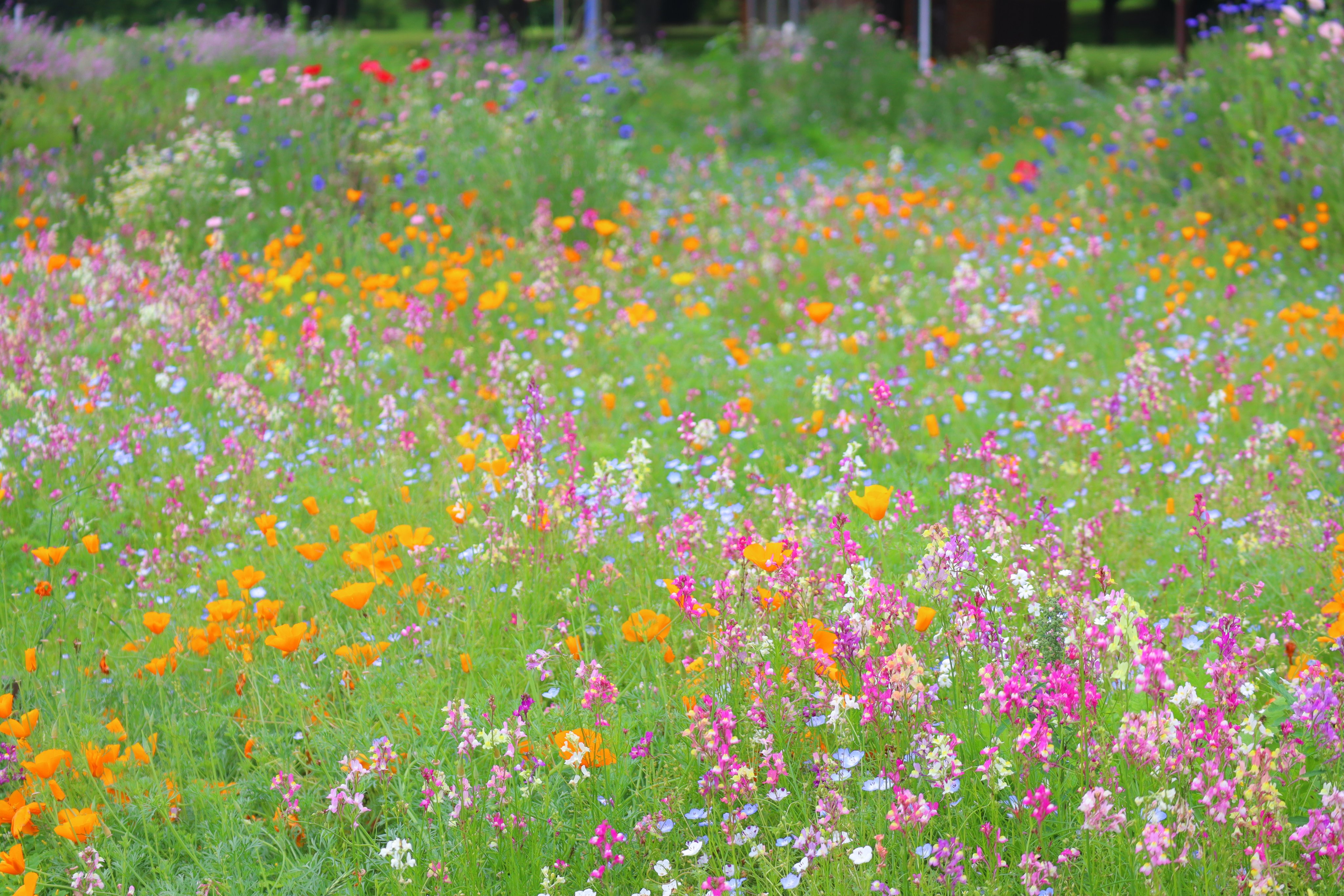 国営昭和記念公園 有料区臨時休園中の花だより 園内ではハナショウブやウツギなど初夏を告げる花が咲き始めています 他にもたくさんのお花が咲いている様子をhpやsnsでご紹介いたしますので よろしければ覗いてみてください T Co Jmarmd3ic0