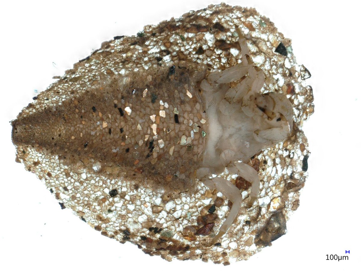 Fascinating but totally unknown #biodiversity of African #freshwaters waits to be discovered! 🕵️🕵️🕵️‍♂️

🔬Petrothrincus sp.

#InternationalDayforBiologicalDiversity #freshwaterecology #LWM