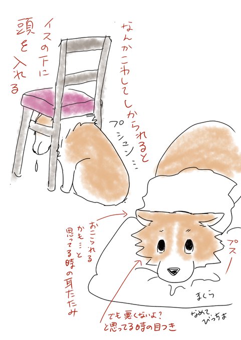 反省するポーズが上手い犬でした。でも根っこ自分は悪くないって思ってるからね?www#コーギーのいる暮らし 