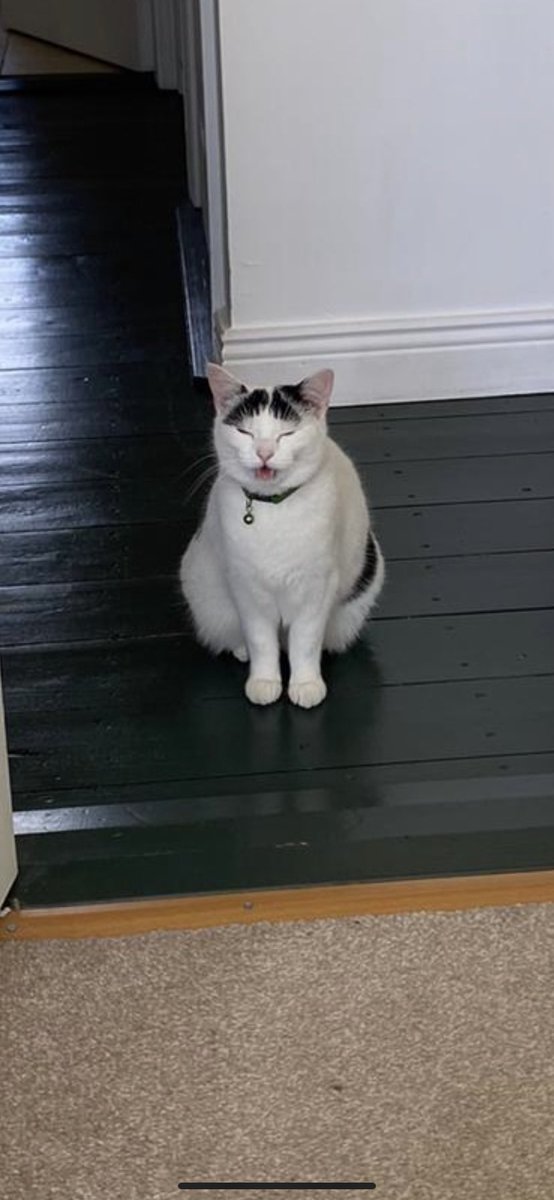 LyonsDave14's tweet photo. Oreo  #unflatteringcatphotochallenge https://t.co/GVoLOllXN8