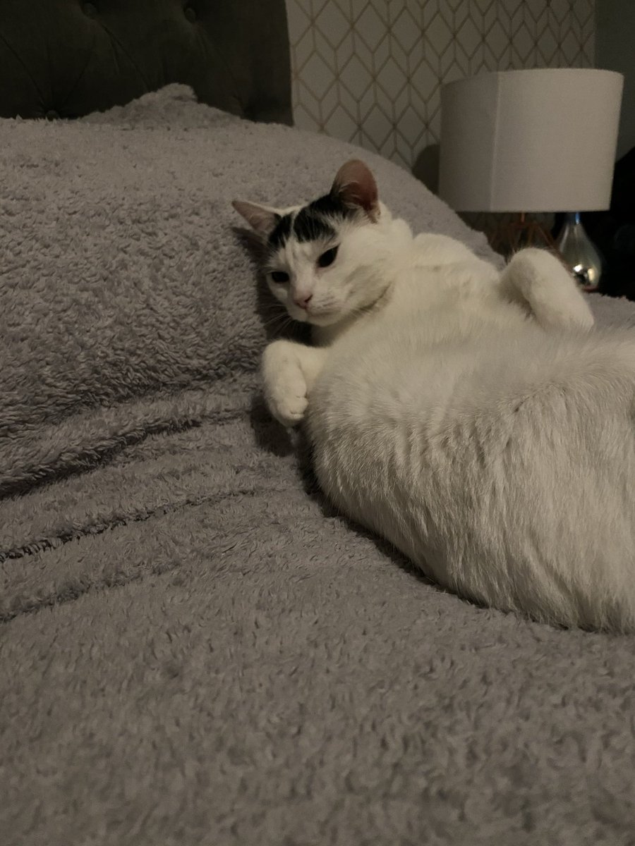 LyonsDave14's tweet photo. Oreo  #unflatteringcatphotochallenge https://t.co/GVoLOllXN8