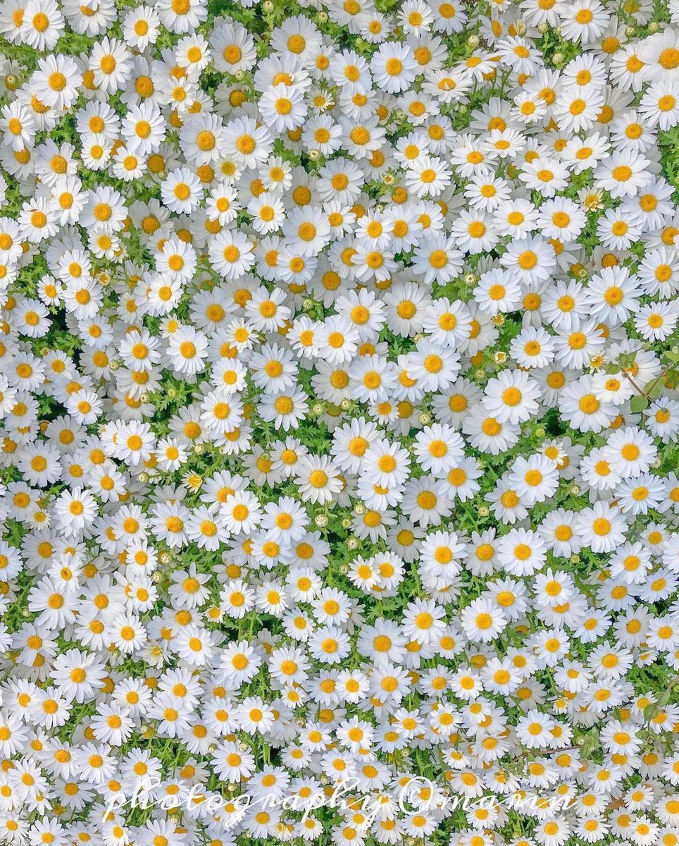 culturainquieta's tweet photo. «Las flores siempre hacen que la gente sea mejor, más feliz y más útil; son el sol, la comida y la medicina para el alma».

– Luther Burbank

Fotografía, 'margaritas en japón', de ma®️in
 
 #culturainquieta https://t.co/JuciWRAypm