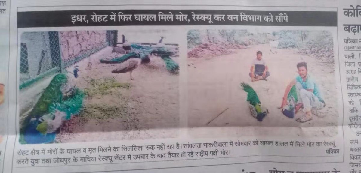 devsarathore10's tweet photo. Government please save our national bird from this big disease🙏🏻🙏🏻@AHDRajasthan @Dept_of_AHD @BBCWorld @ndtv @aajtak @ZeeNews @ANI @min @Republic_Bharat @PMOIndia @RajCMO @girirajsinghbjp @KatariaLalchand #savepeacocks #savenationalbird #peacocks #saveinjuredpeacock https://t.co/kHU38ncWqM