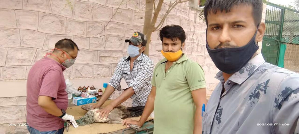 devsarathore10's tweet photo. Government please save our national bird from this big disease🙏🏻🙏🏻@AHDRajasthan @Dept_of_AHD @BBCWorld @ndtv @aajtak @ZeeNews @ANI @min @Republic_Bharat @PMOIndia @RajCMO @girirajsinghbjp @KatariaLalchand #savepeacocks #savenationalbird #peacocks #saveinjuredpeacock https://t.co/kHU38ncWqM