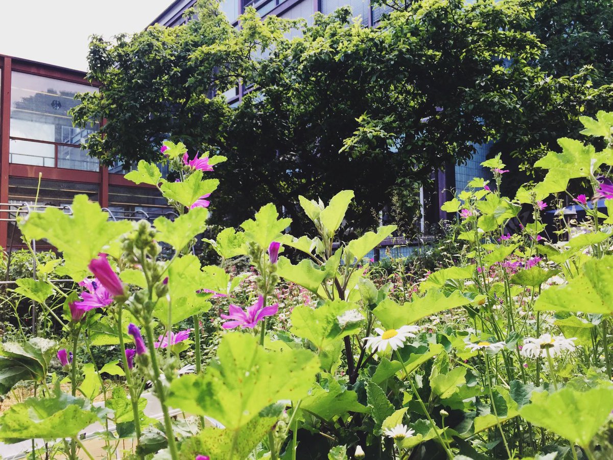 UniCologne's tweet photo. Heute ist internationaler #TagDerBiologischenVielfalt. 🐝🌷🍓🌱Ein perfekter Anlass, um in unserer Multimedia-Story zum #Modellgarten der #UniKöln Einblicke in die Möglichkeiten für #Schulgärten auf kleinem Raum zu bekommen! https://t.co/y8VfLtPMCR ✅ #twitterlehrerzimmer #twlz https://t.co/peIm0nwJXd