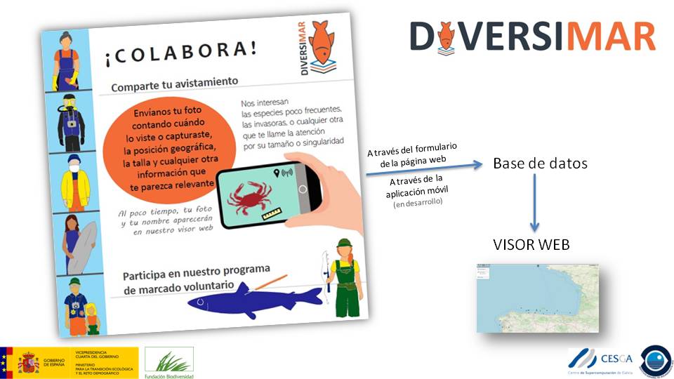 Por todo ello, GRACIAS a todos y todas! 
La #CienciaCiudadana permite que cualquier persona contribuya a generar conocimiento y a conservar nuestra maravillosa biodiversidad marina. 
Colaborar con <a href="/diversimar/">diversimar</a> es muy fácil!