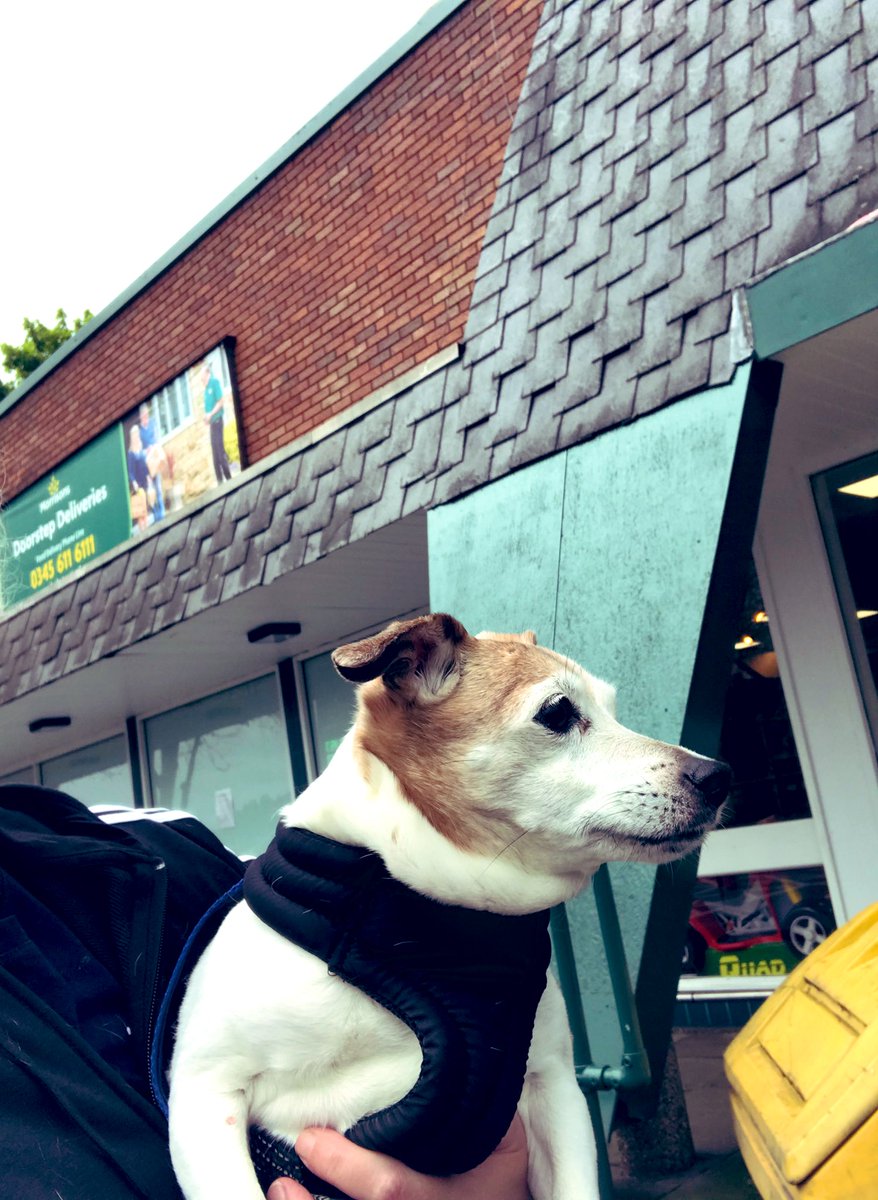 PussPussTopCat's tweet photo. We walked with Daddy to the big supermarket ...We waited outside and it was such an adventure ....well ok ...I trembled a bit and Mummy had to pick me up ...and I was so relieved to see Daddy coming back ... but ... I was a big girl #biggirlsadventure #princesstitch https://t.co/3iMbGgY94b