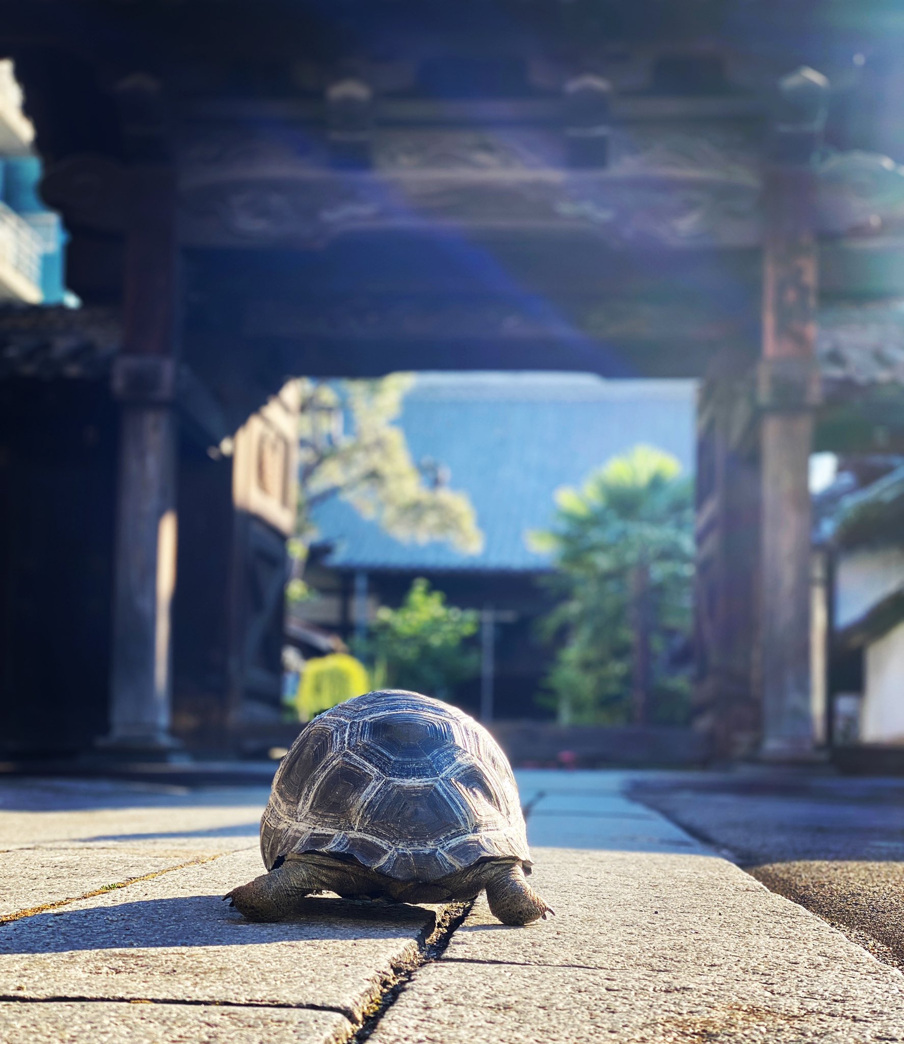 まるがめや さて 寺でも参るか アルダブラゾウガメ アルダブラゾウガメ参拝 アルダブラゾウガメ販売 参拝 爬虫類のいる生活 丸亀市 まるがめや T Co Zmnu5fxq7c Twitter