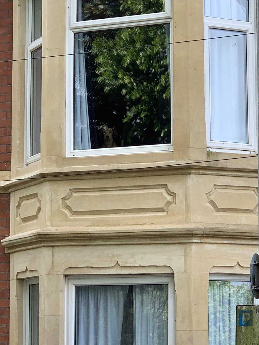 MattRunsWales's tweet photo. 17/30 and this time I had company from the lovely Joaquim and @suddenlyseymourthedog was in the window to greet me when I got home! 😂😍 https://t.co/aL4J5hAqLW
