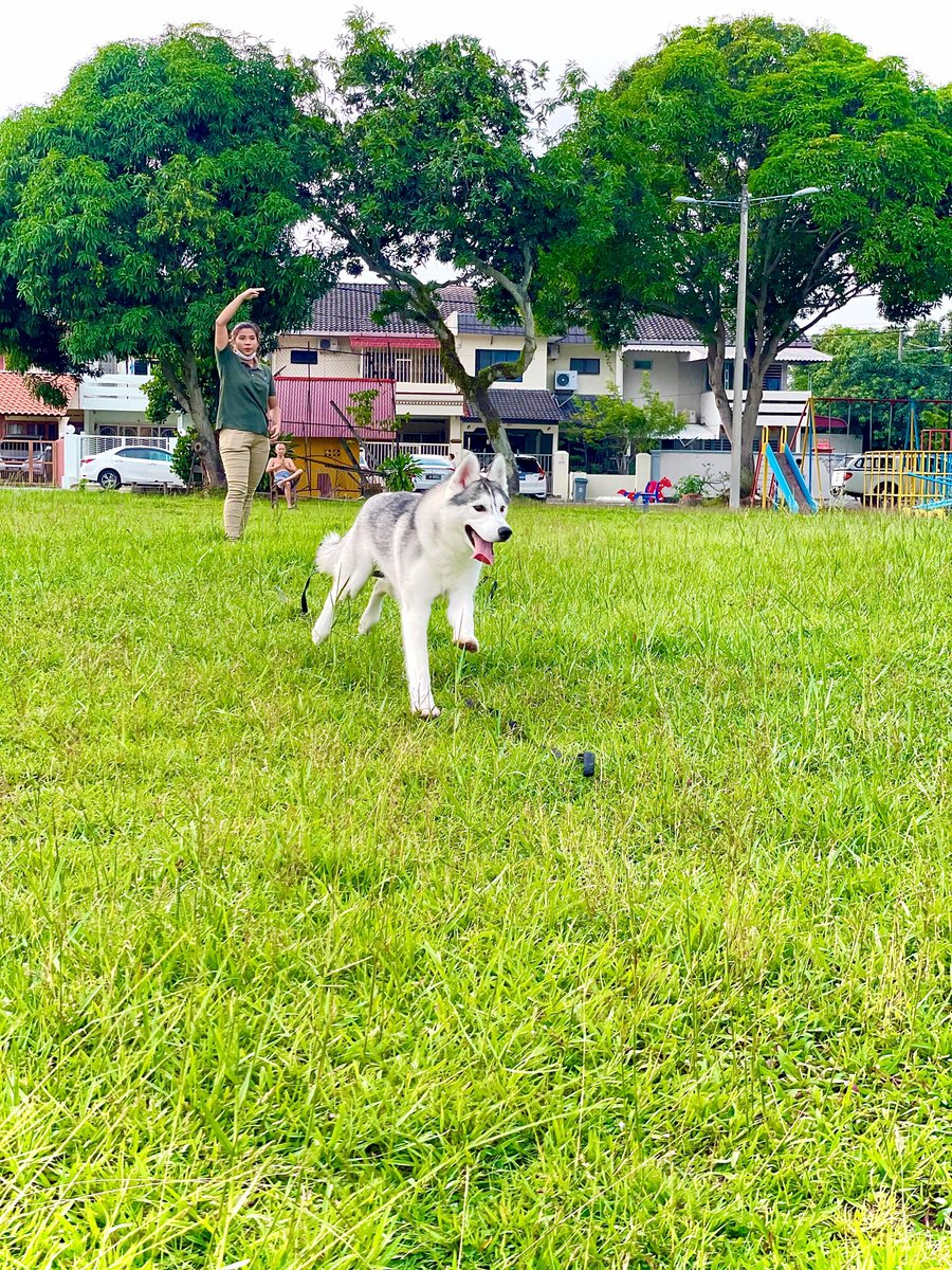 THuskitory's tweet photo. Happy Saturday 💛

Follow us for more amazing Siberian Husky
✨FB&amp;IG: Huskitory
📲+6011-5500 2602 
#husky #siberianhusky #dog  #doglover #melaka #malaysia #DogsofTwittter #happy #morning #play https://t.co/MTotq4yB9c