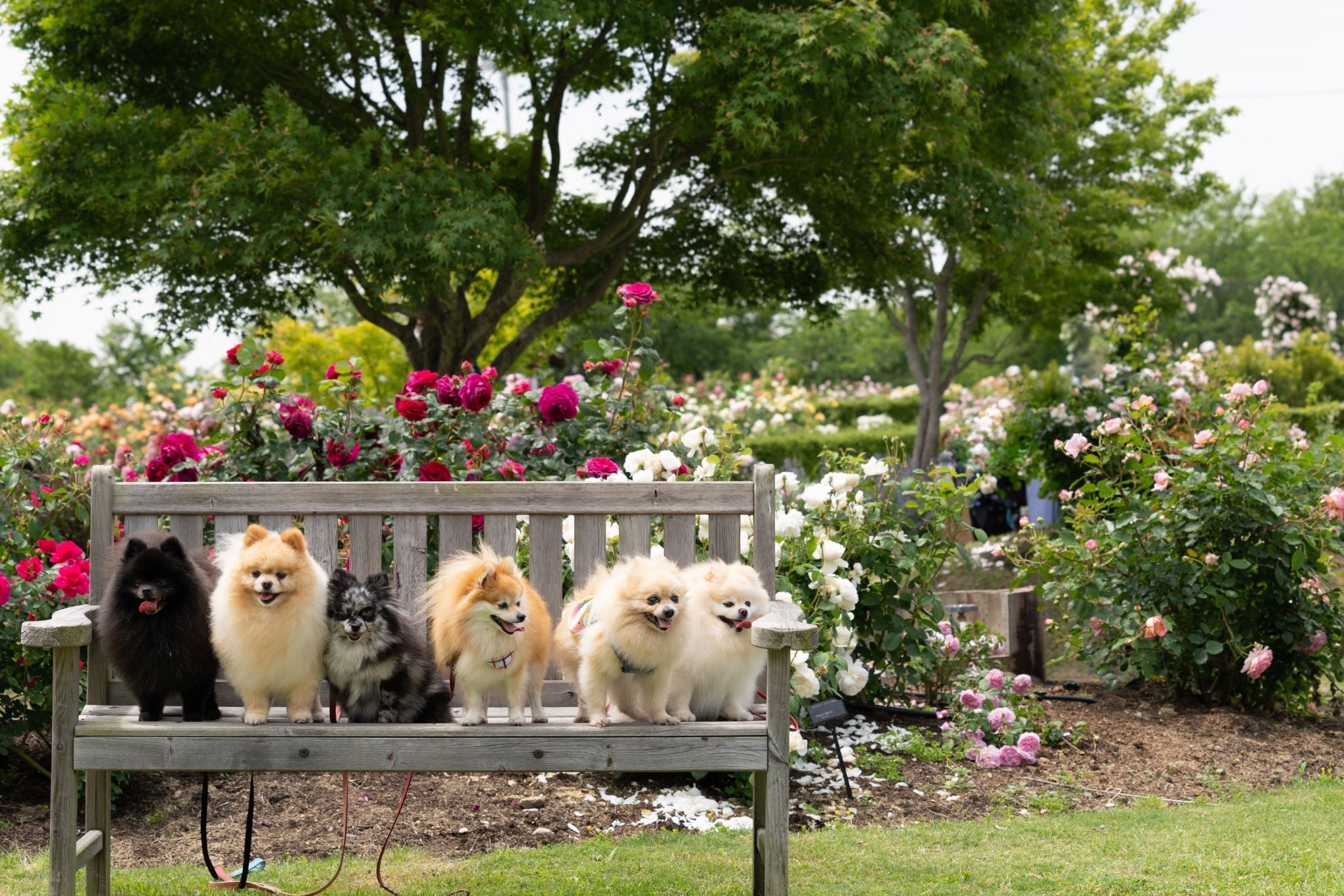 泉南市農業公園 Twitter Search Twitter