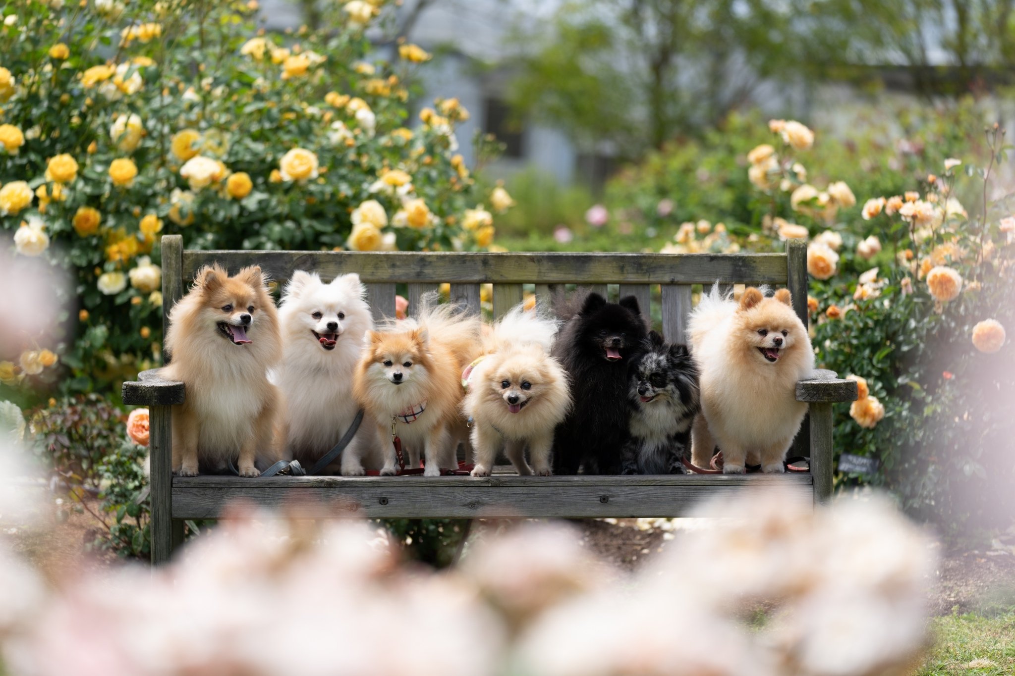 泉南市農業公園 Twitter Search Twitter