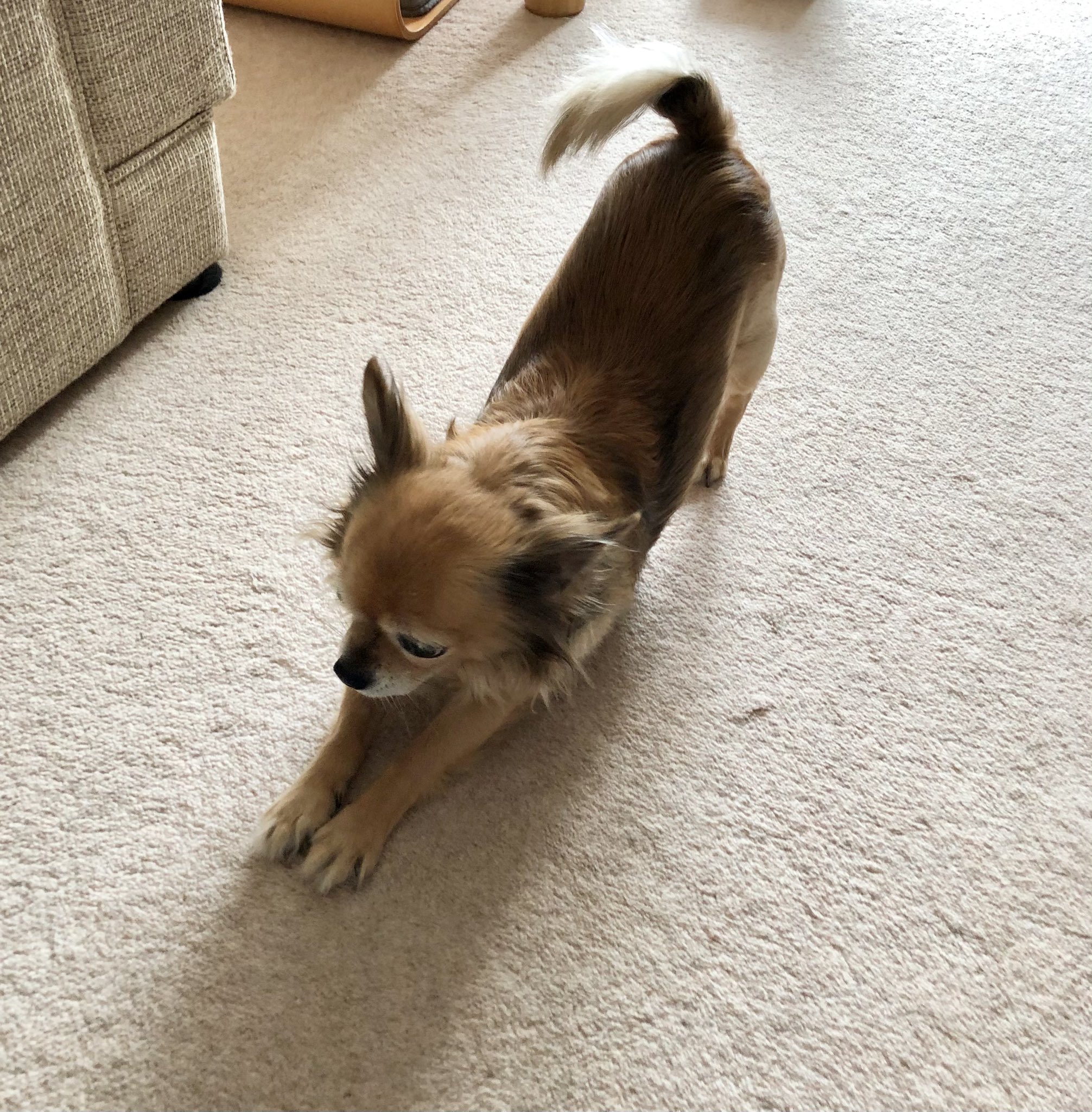 伸びをする犬 Twitter Search Twitter