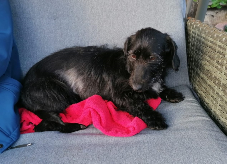 🌞 HERENIGD!
HOND WILMA (chip; rood bandje)
teefje, zwart/wit
#BARGER_COMPASCUUM #DR  
#DHver 17/5/21 facebook.com/DeHerenigingDr…