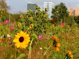 UrbanGreeningEU's tweet image. Join us on today's 🌍 #BiodiversityDay and find out how we are connecting schools, entrepreneurs, politicians, citizens, etc to restore #biodiversity in urban areas in the #EU. We are all part of the solution. #urbangreening #CoVEs