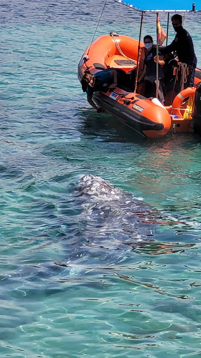 Conselleria de la Mar i del Cicle de l’Aigua (@cmar_ib) on Twitter photo El #COFIB i <a href="/Palmaaquarium/">Palma Aquarium</a> estan fent el seguiment a una balena gris localitzada a Calvià, amb la col·laboració de <a href="/salvamentogob/">SALVAMENTO MARÍTIMO</a> @AgentsMediAmb <a href="/Emergencies_112/">Emergències 112 Illes Balears</a> i Fundació Save The Med
El seu estat és delicat i necessita tranquil·litat. Us demanam que no us hi intentau acostar El #COFIB i <a href="/Palmaaquarium/">Palma Aquarium</a> estan fent el seguiment a una balena gris localitzada a Calvià, amb la col·laboració de <a href="/salvamentogob/">SALVAMENTO MARÍTIMO</a> @AgentsMediAmb <a href="/Emergencies_112/">Emergències 112 Illes Balears</a> i Fundació Save The Med
El seu estat és delicat i necessita tranquil·litat. Us demanam que no us hi intentau acostar