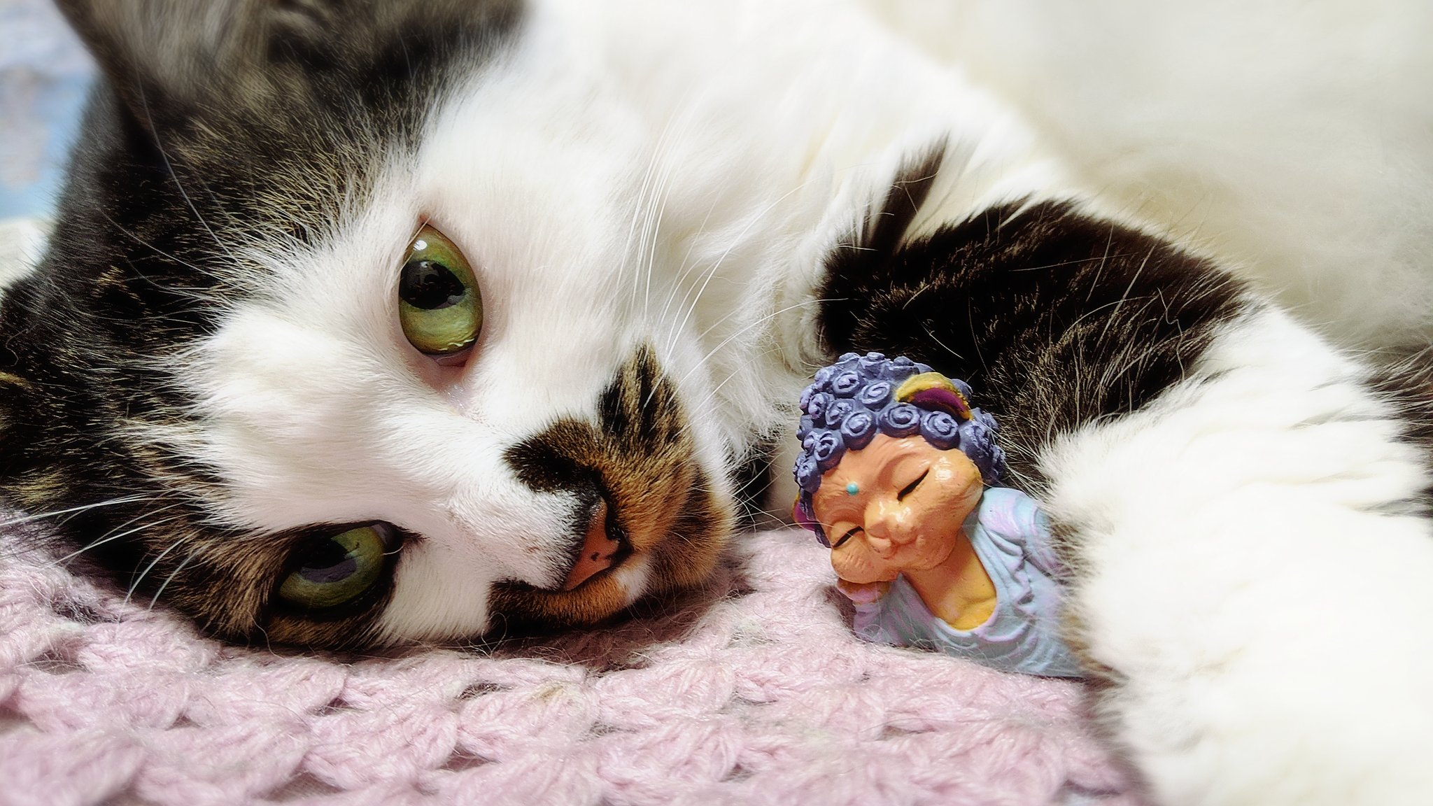 Uzivatel 三条獅子有忠 個展無事終了ありがとうございました Na Twitteru Rt Straycat Mike 頭痛がエグいので猫さまに癒してもらおうとねこ如来さま持ち出してカメラ向けたけど 目がマジで全く癒しを感じられない写真になりました ºwº ﾁｰﾝ ねこ如来 T Co