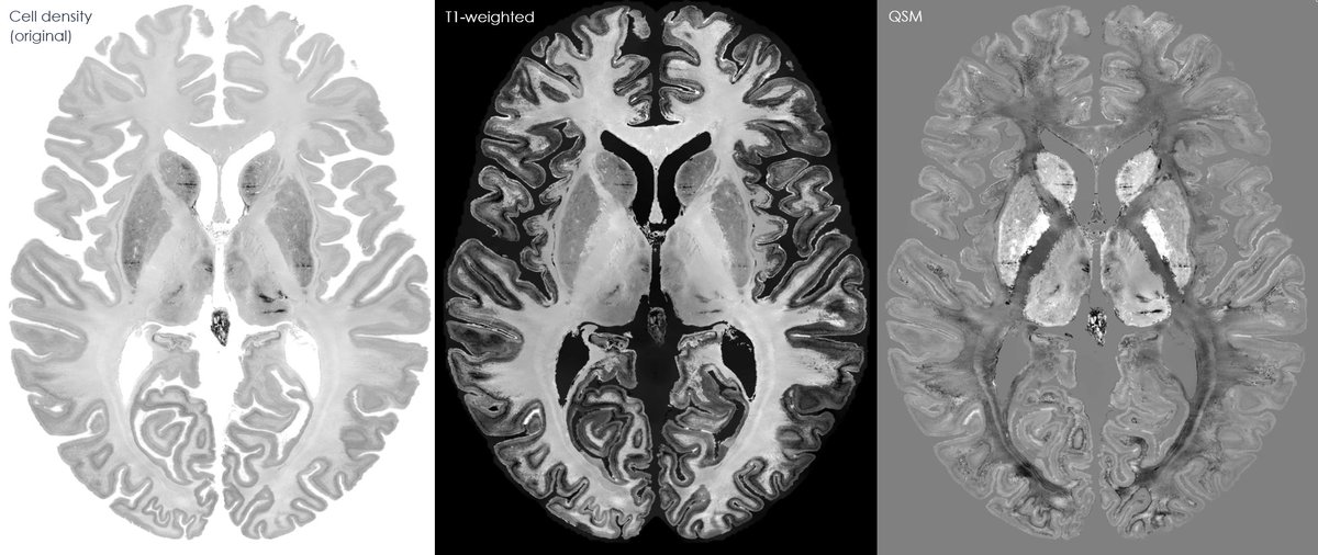 João Jorge tweet media