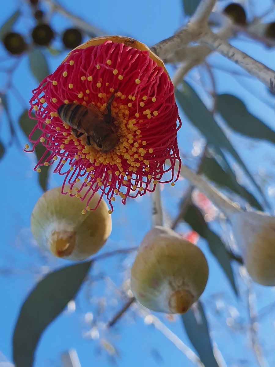 mharang28's tweet photo. Happy #WorldBeeDay 🐝🐝 #bees #hive #WesternAustralia https://t.co/m5JfBSZnMG