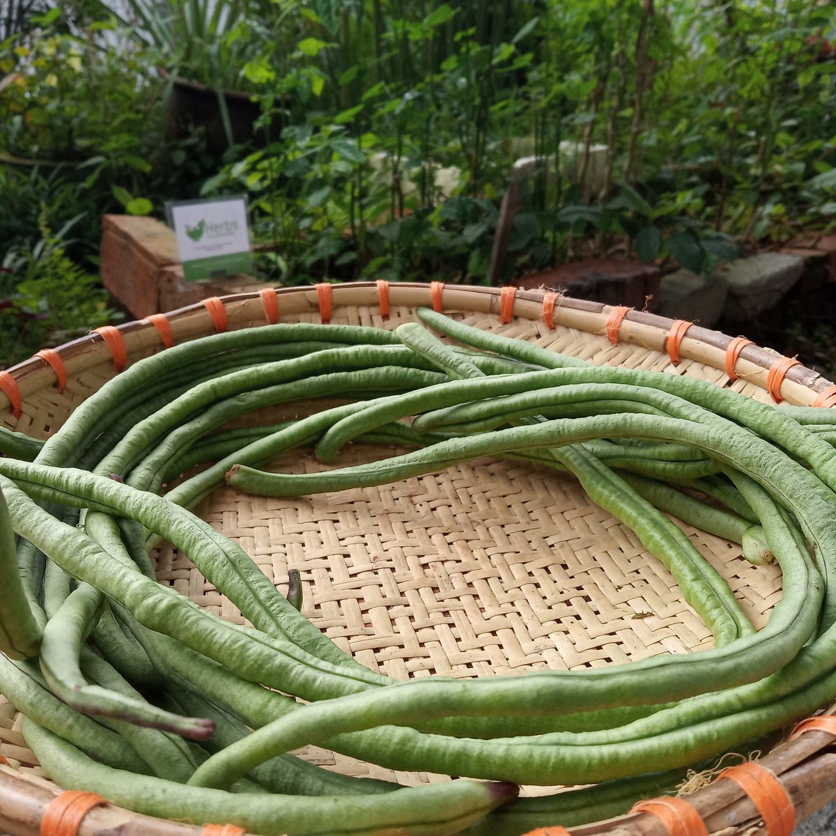 HerbsEncyclope's tweet photo. Long bean Supports Healthy Pregnancy:
Adequate amounts of food rich in folate help to lower the chances of neural tube defects such as anencephaly &amp; spina bifida. Birth defects such as limb &amp; heart malformations are the result of folate deficiency.

#plant #longbeans #herbgarden https://t.co/nzQ3weQ4iK
