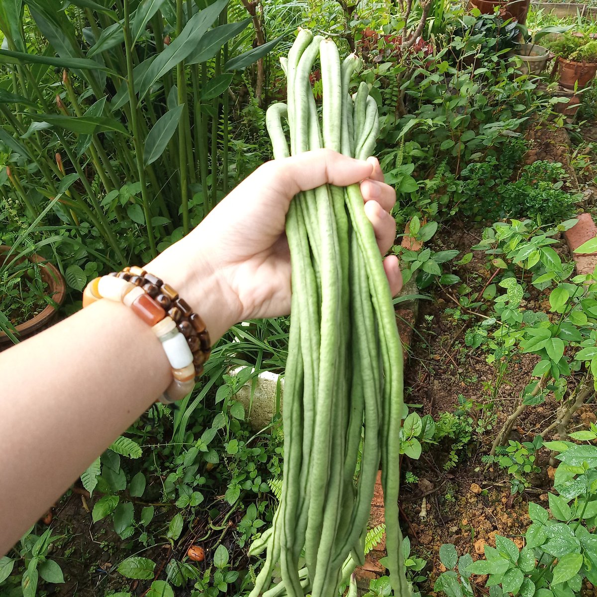 HerbsEncyclope's tweet photo. Long bean Supports Healthy Pregnancy:
Adequate amounts of food rich in folate help to lower the chances of neural tube defects such as anencephaly &amp; spina bifida. Birth defects such as limb &amp; heart malformations are the result of folate deficiency.

#plant #longbeans #herbgarden https://t.co/nzQ3weQ4iK