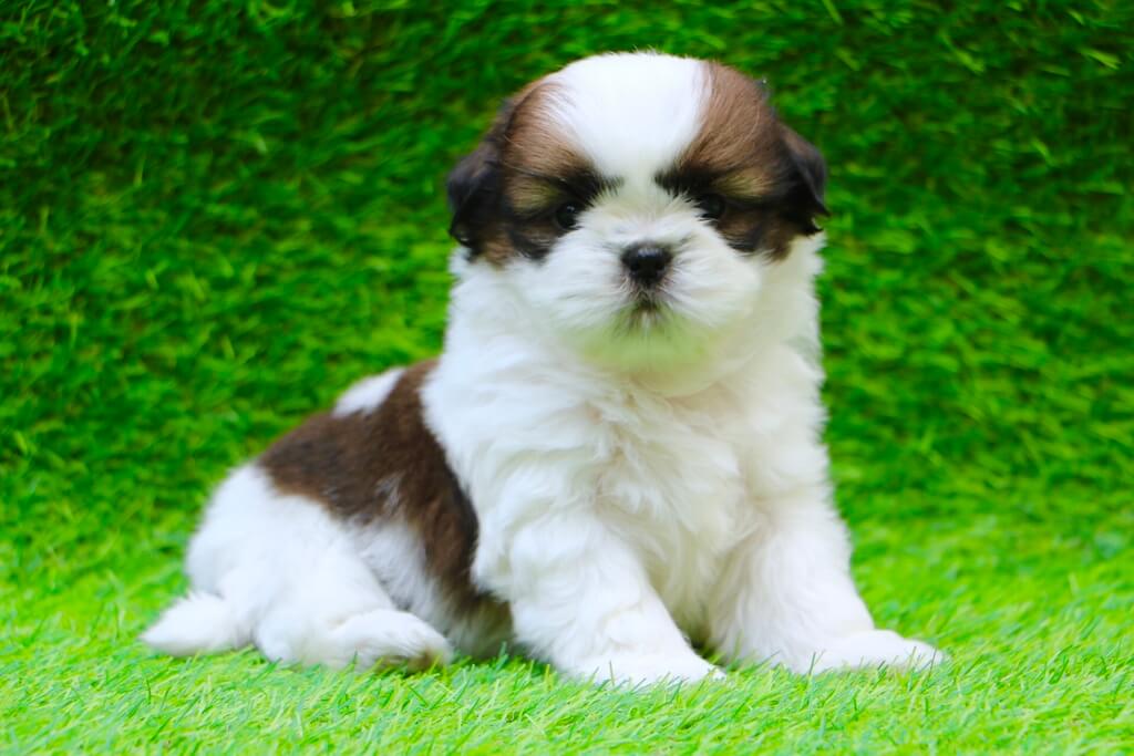 PNurturing's tweet photo. Longest Living Dog Breeds

Let's discover the longest living dog breeds with their key factors and full information of breeds. These dog breeds are healthy, intelligent, and smart. 

Know more in details: https://t.co/ts7kH5ILQF

#dogs #dogsofinstagram #dog #dogstagram #puppy https://t.co/Qs2y41EYay