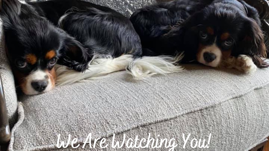 LilliPaws's tweet photo. Give Us a Thumbs Up and Lots of Love! 😍🥰😘
.
.
#CavalierKingCharles #SpanielDog #DogBreed #exoticdog #doglover #dogs #doglife #doglove #dogquotes https://t.co/PB2QQPpsb3