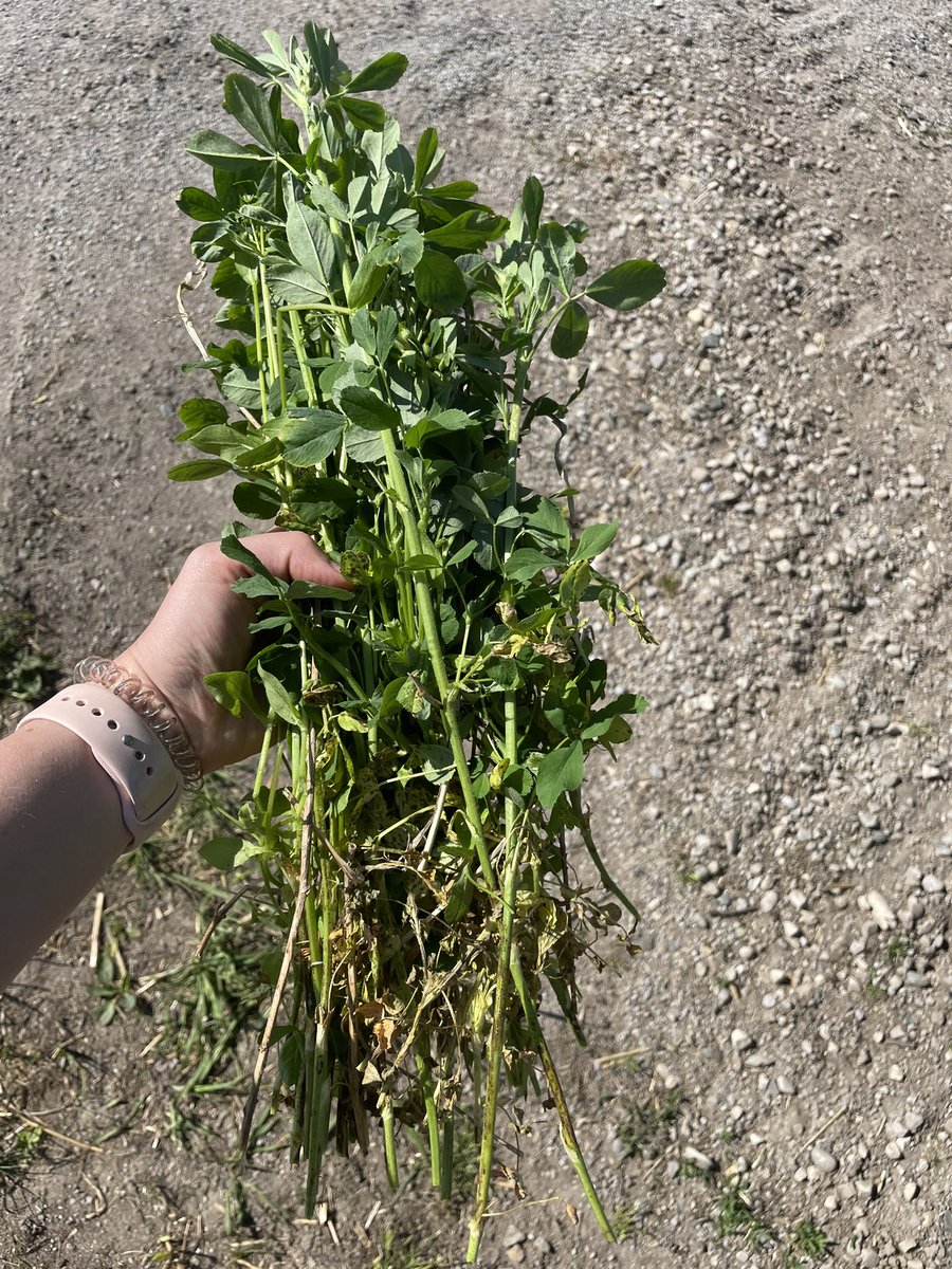 This has been a week for the cows! We’ve been checking new seedings for herbicide timing, soil moisture availability after rye, and assessing alfalfa plant health.