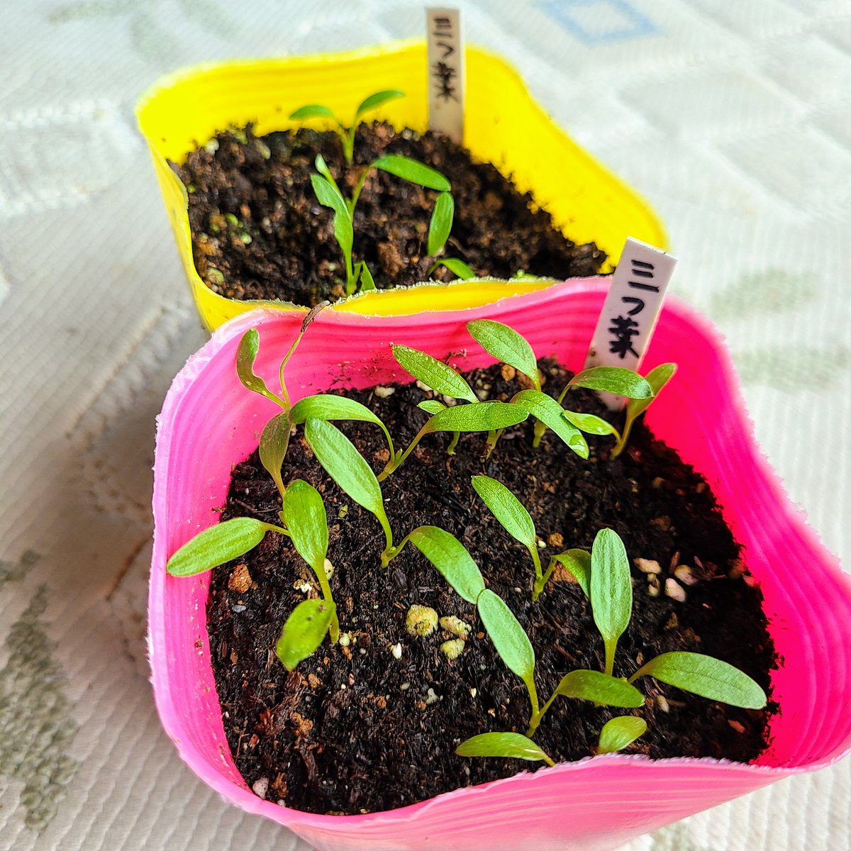 信州発 家庭菜園 Q S Natural Garden 屋外で発泡スチロールの中で育苗していたら虫に沢山食われてしまったので室内に移動 少し種も蒔いときました 三ツ葉 三つ葉 ミツバ みつば 清水種苗