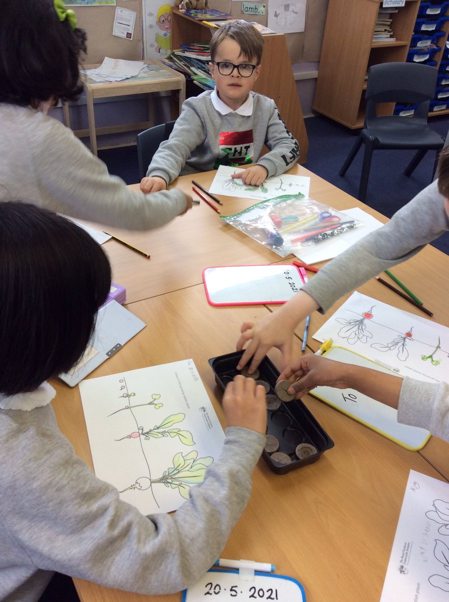 Room3woodside's tweet photo. Getting ready to plant our radish and other seeds after watching a video about planting. We explored the compost discs and coloured our radishes with the correct colours.@woodsideeco @woodside_school @Room3woodside @RNCI1 https://t.co/ticjYkk07f
