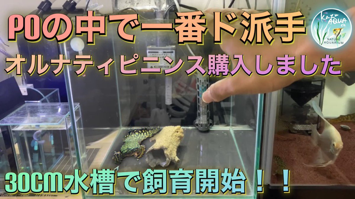 Kazu 古代魚po オルナティピニンスお迎え 中型魚混泳水槽に入れる前に 古代魚 中型魚 混泳水槽 T Co Li8suaz92b