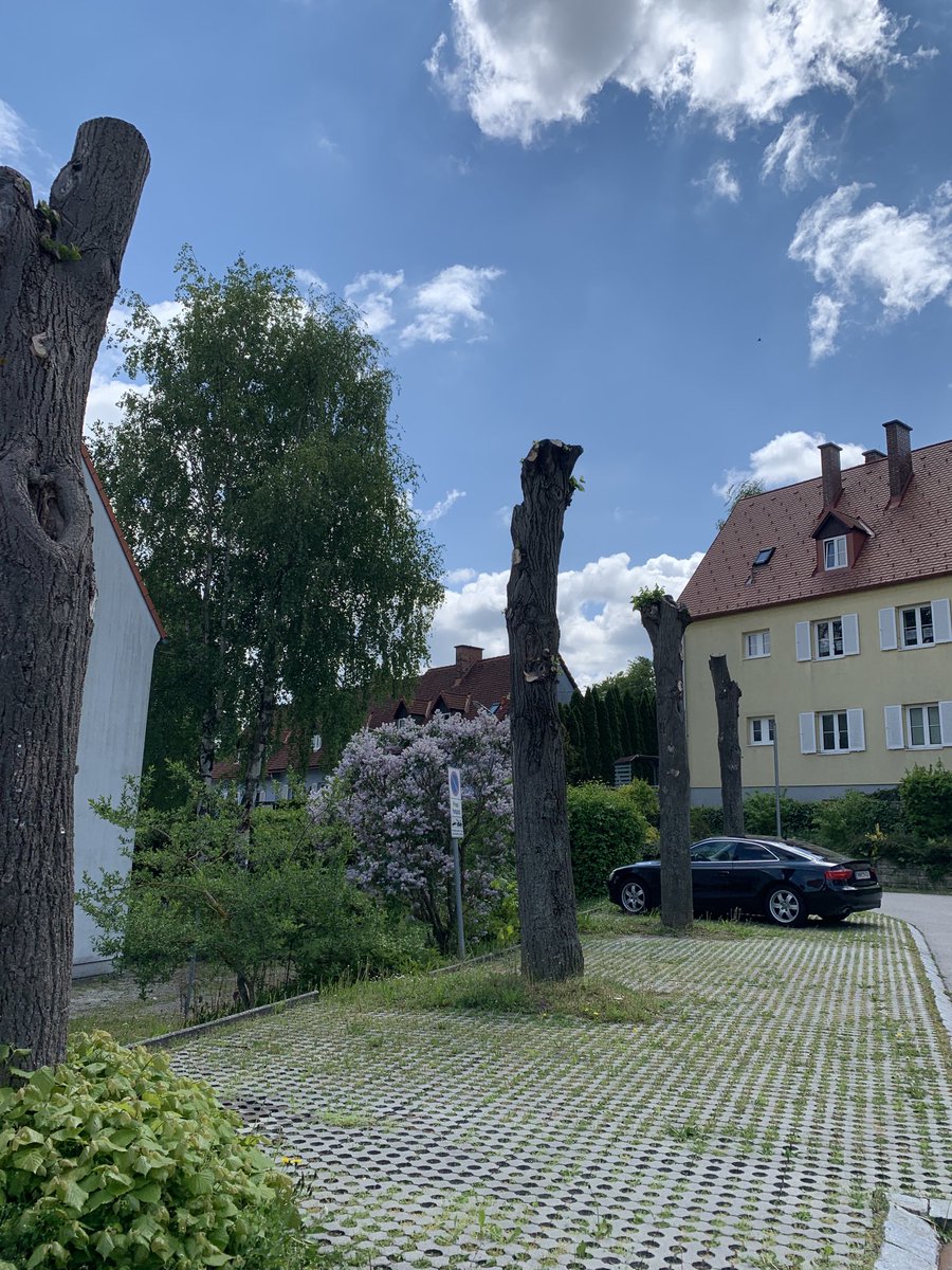 Hauerg's tweet photo. Gepflegter #Baumschnitt. Do wichtig. https://t.co/2sSGY111dQ