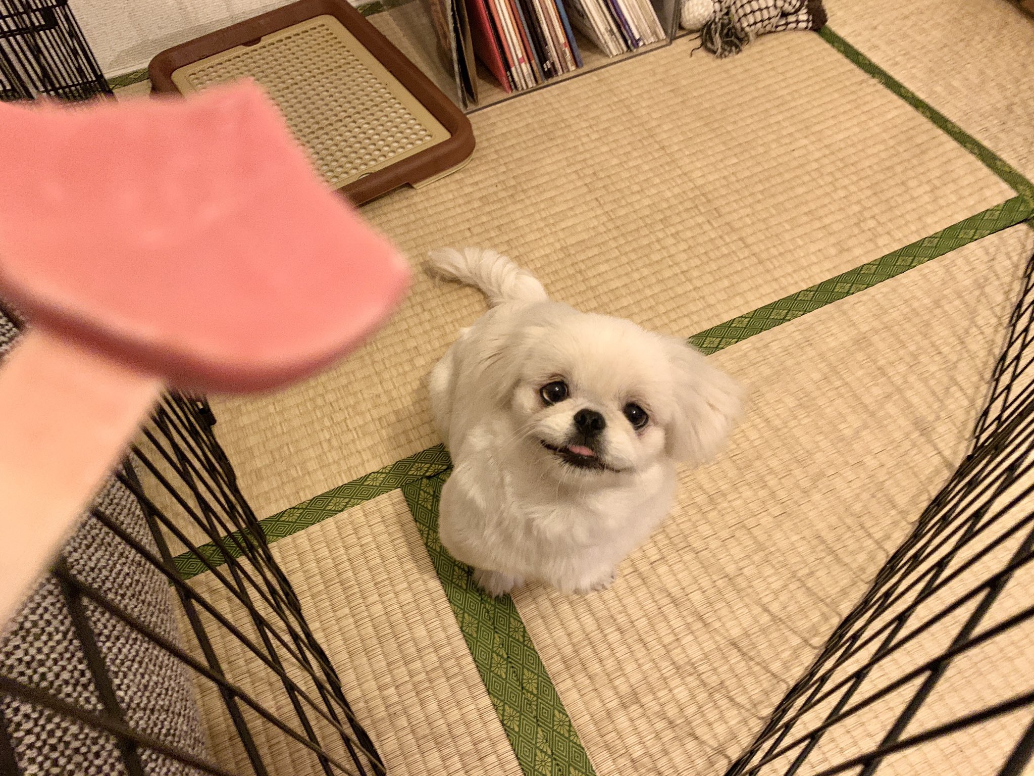 𝐿𝑂𝑉𝐸𝑌𝑂𝑈 食い意地がここまで犬を速くする T Co Sxdixt5usv Twitter