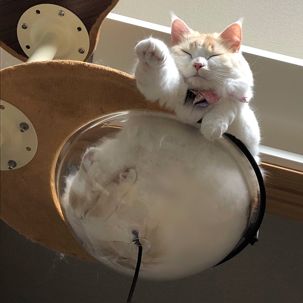 ステラとルーナと飼い主えむよん 見上げるとカリン様のような猫がいました 猫 猫好きさんと繋がりたい ルーナ Cat ドラゴンボール