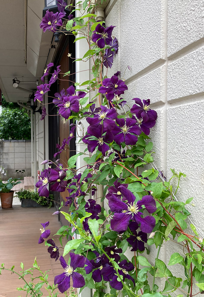 イタリア料理店 アプリーレ 今日も静かに営業 営業時間 ランチ 11 30 14 00 13 30l O ディナー 17 30 00 完全予約制 終日ノンアルのみです 入り口脇のクレマチス エトワール バイオレット も満開です T Co Vssqs2mcbl Twitter