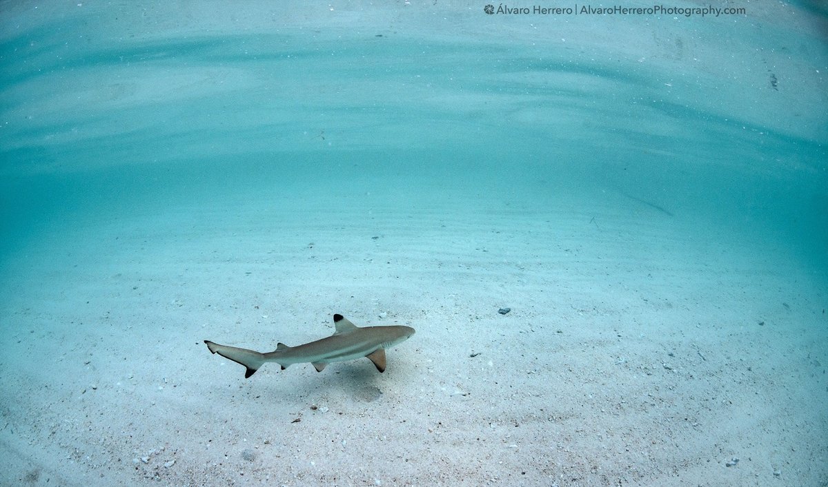 SimilanDiveTour's tweet photo. Yes, there are sharks 🦈 in Thailand! Swimmers don’t need to be worried. Patient &amp; eagle-eyed snorkellers can get excited. And divers can rejoice!
https://t.co/WXXama7saX
#sharks #diving #thailand #scuba #notroublesjustbubbles #ntjb https://t.co/PIJQJ0wVIj